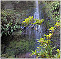 Queimadas - Levada do Caldeirão Verde