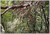 Queimadas - Levada do Caldeirão Verde