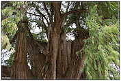 Árbol del Tule, Santa María del Tule