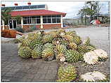 Fabrica de Mezcal | production house of mezcal | Mezcal Fabrik