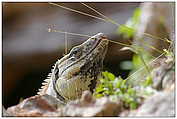 Iguana | Leguan