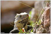 Iguana | Leguan