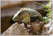 Iguana | Leguan