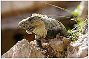 Iguana | Leguan