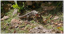 Iguana | Leguan