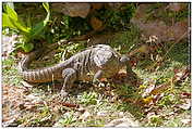 Iguana | Leguan