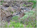 Barranco de Las Angustias - Schlucht der Ängste (c) ulf laube