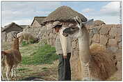 Carr Juliaca - Sillustani, La Granja / farm (c) ulf laube