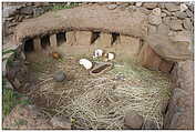 Carr Juliaca - Sillustani, La Granja / farm (c) ulf laube