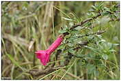 Lago Titicaca / Titiqaqa qucha, Isla Taquile / Intika (c) ulf laube