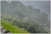 Machu Picchu (c) ulf laube