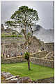 Machu Picchu (c) ulf laube