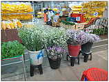 Yodpiman Flower Market - ตลาดยอดพมาน, Pak Khlong Market (c) ulf laube