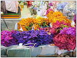 Yodpiman Flower Market - ตลาดยอดพมาน, Pak Khlong Market (c) ulf laube