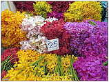 Yodpiman Flower Market - ตลาดยอดพมาน, Pak Khlong Market (c) ulf laube